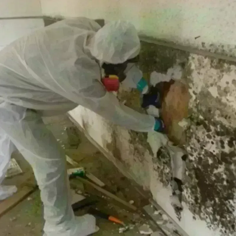 Mold Remediation and Removal in East Baton Rouge Parish, LA